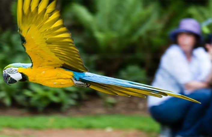 Blue and Gold Macaw - Frank Cornall