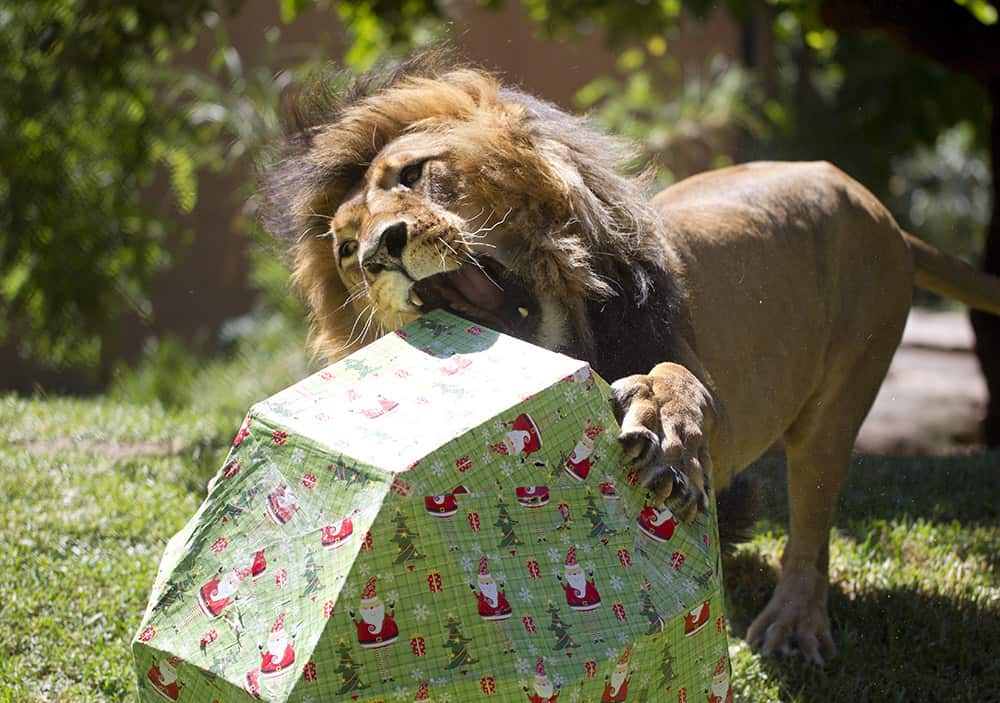 Adelaide Zoo's animals big and small top of Santa's List