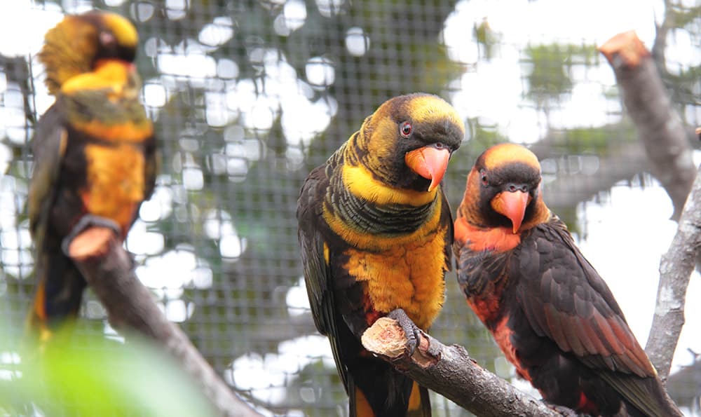 Adelaide Zoo Bird Breeding Success 2015 Adelaide Zoo