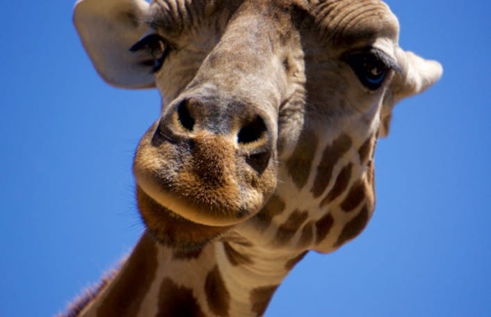 Giraffe S Williams