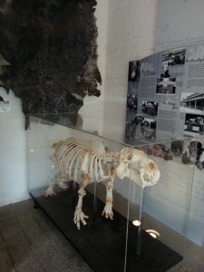 Elephant House Pygmy Hippo Skeleton