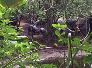 Pygmy Hippo Obi 3 - Melbourne Zoo