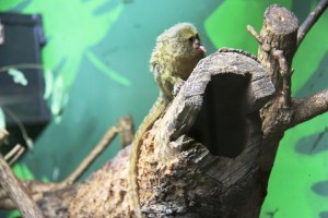 pygmy marmoset 3