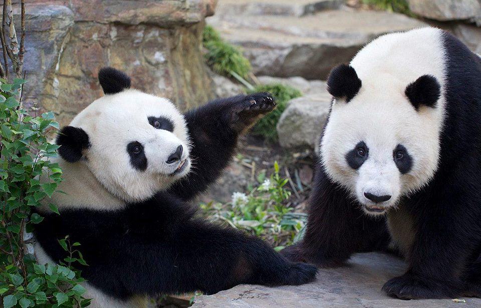 Giant Panda Fu Ni experiences pseudo labour Adelaide Zoo