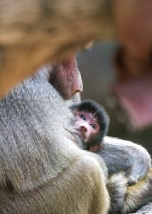 baby-baboon