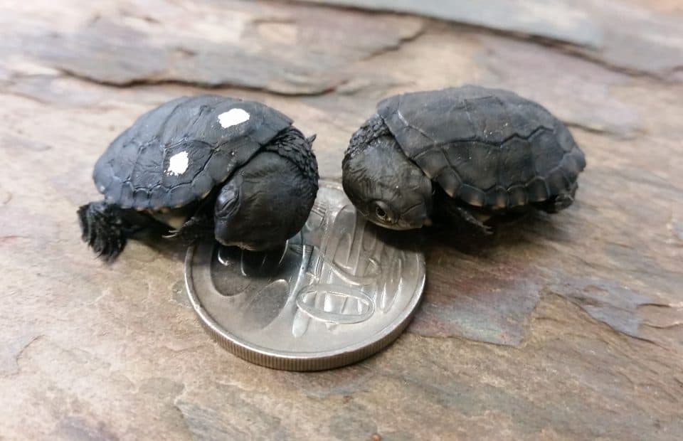 Western Swamp Tortoise breeding success