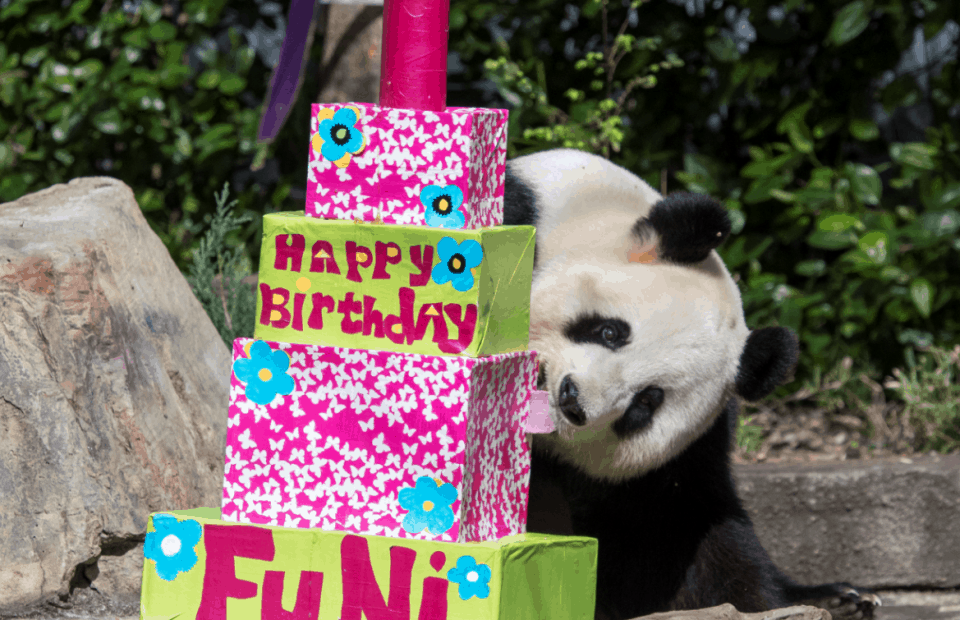 Giant Panda Fu Ni enjoys her paper mache cake!