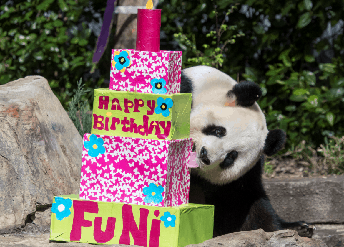 An epic panda party for Giant Pandas Wang Wang and Fu Ni