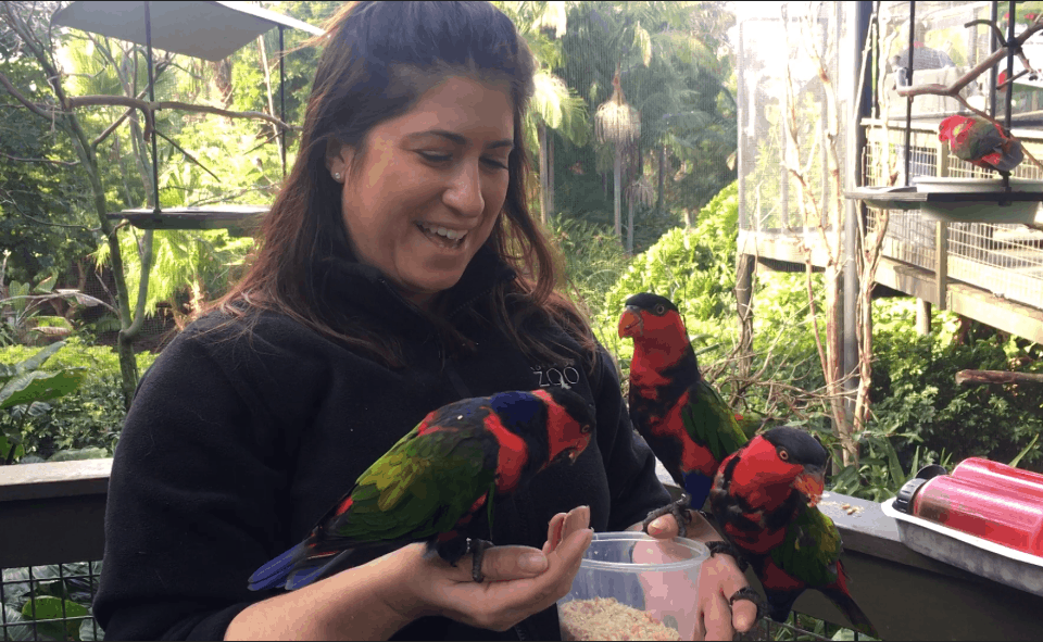 Bird Keeper Emma with Black-capped Lories.