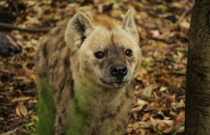 Adelaide Zoo Spotted Hyenas arrival