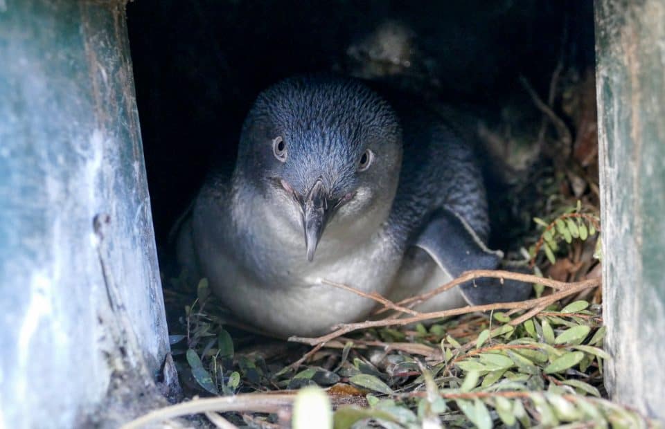 Adelaide Zoo penguin eggs
