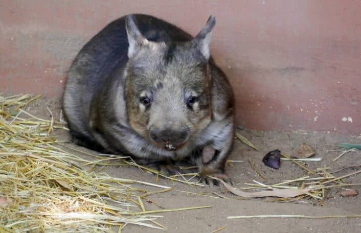 Wombat stopover Adelaide Zoo