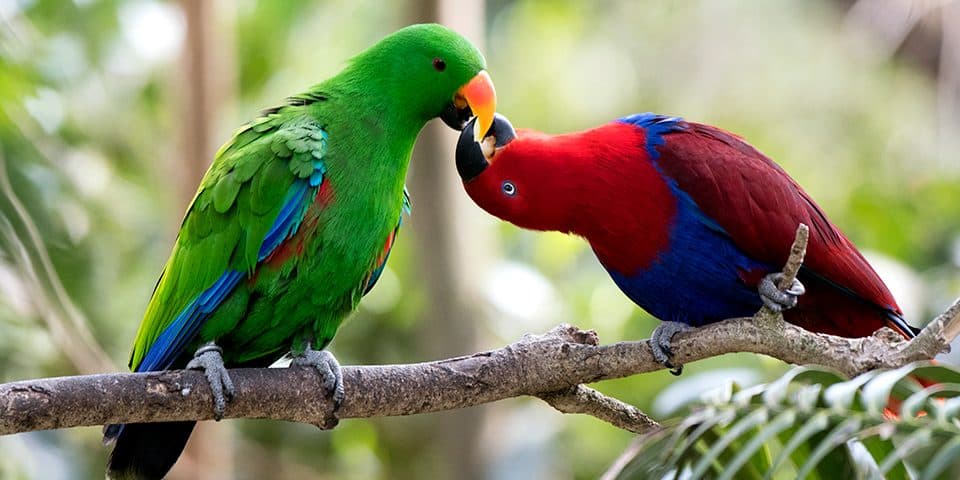 Valentine's Day Eclectus Parrots
