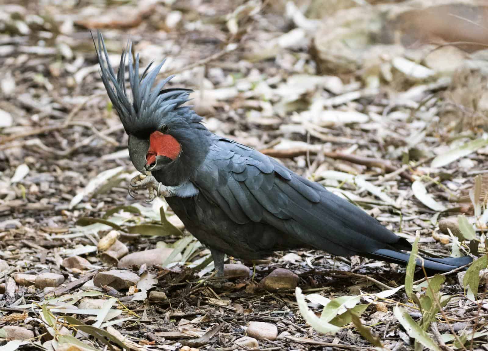 Cockatoos spread their wings to share conservation message nationally