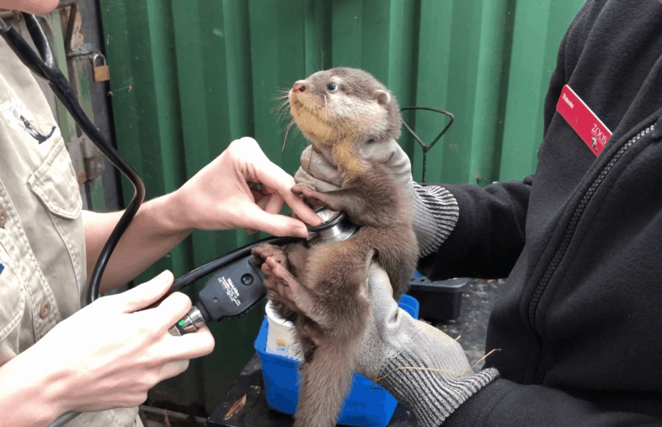 Adelaide Zoo otter health check