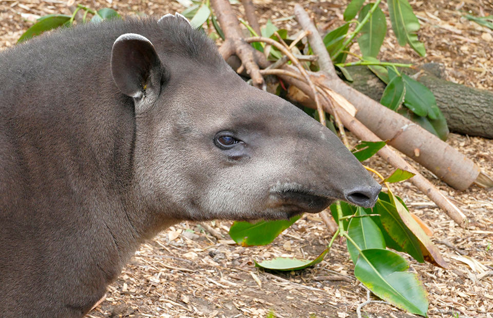 Arturo male Brazilian Tapir Adelaide Zoo