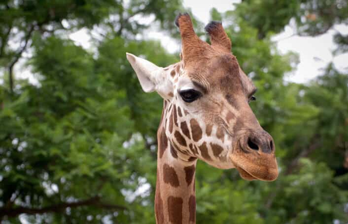 Kimya giraffe Adelaide Zoo