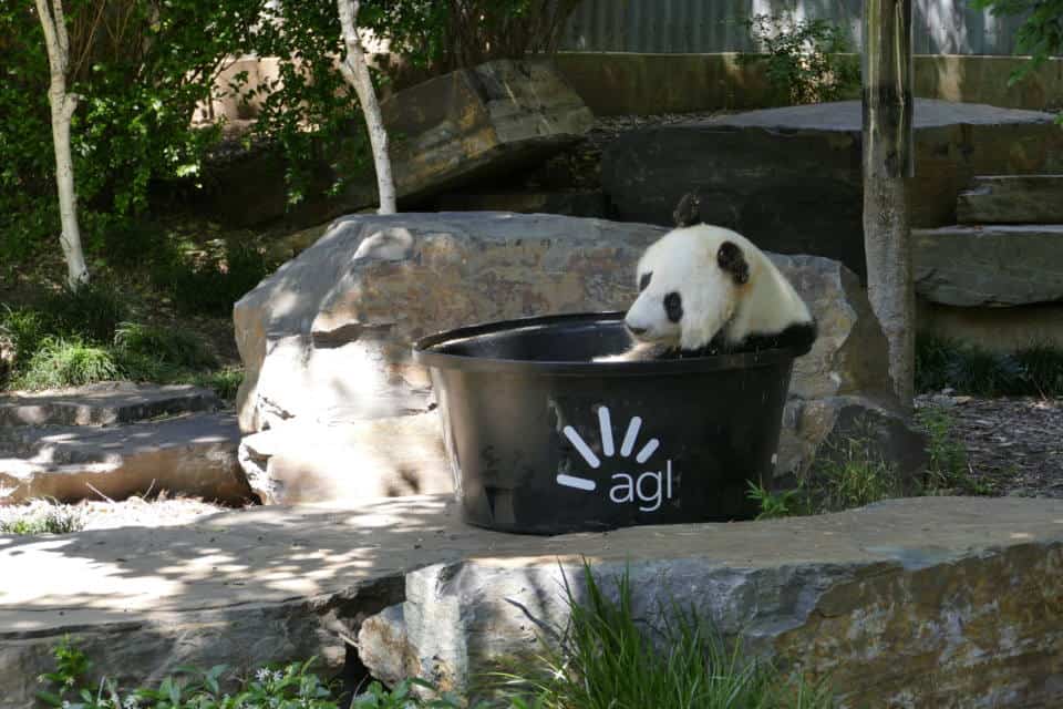 Pandas to stay for another five years at Adelaide Zoo