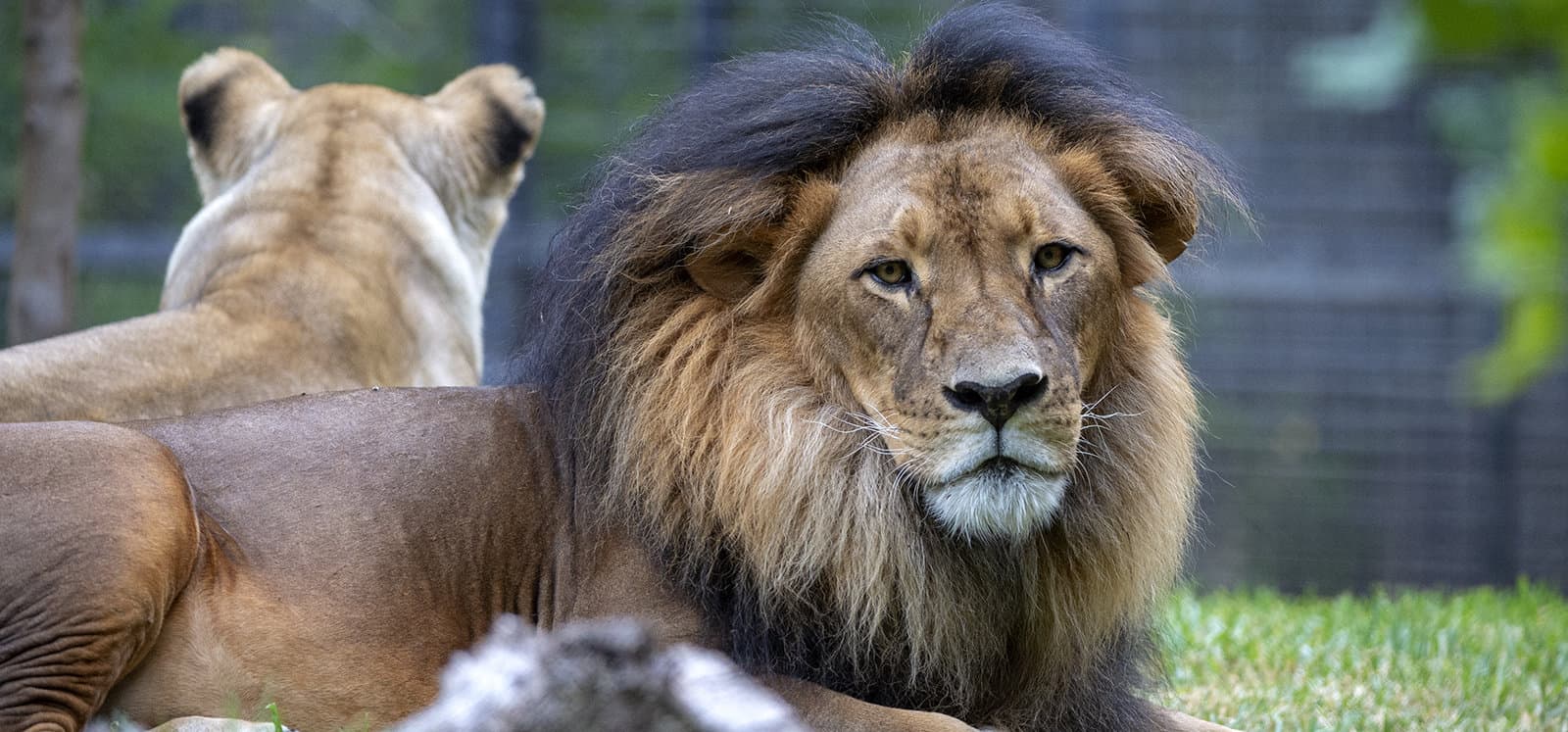 Male and female African Lions at Adelaide Zoo