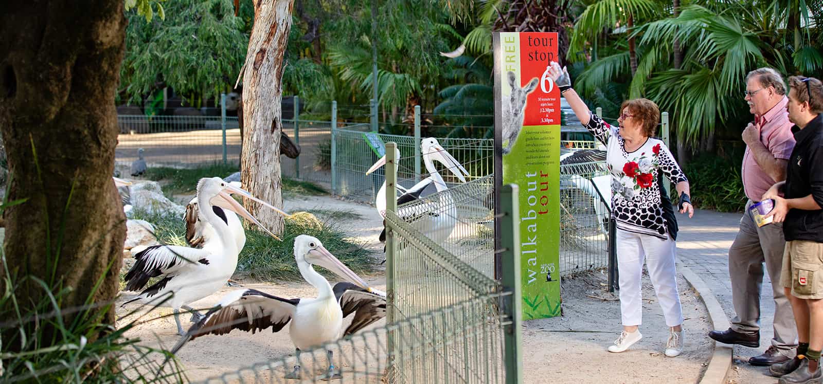 Pelicans at Adelaide Zoo