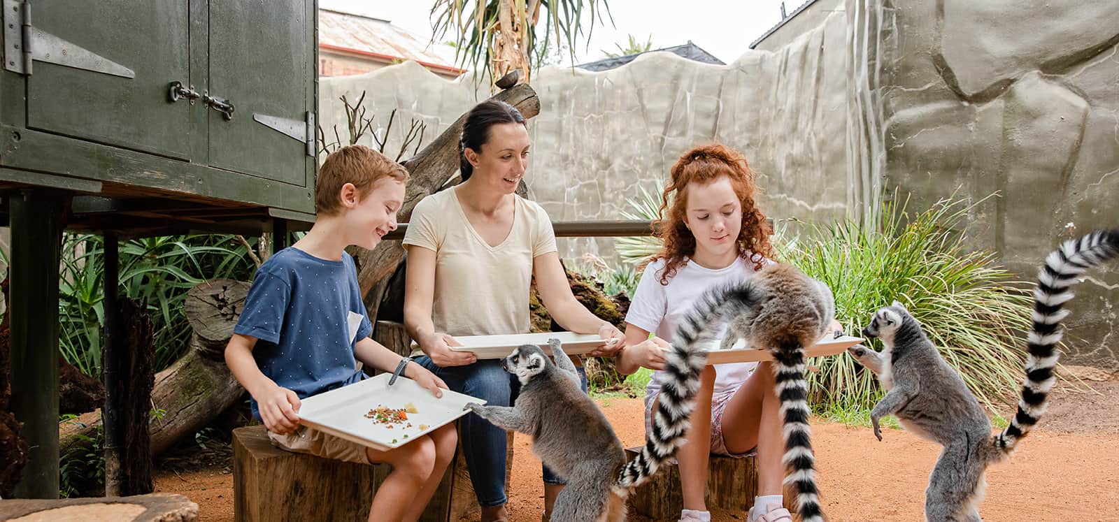 lemur encounter