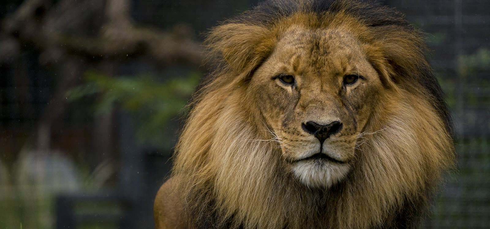 Male African Lion at Adelaide Zoo