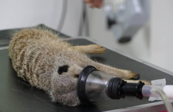 Meerkat operation