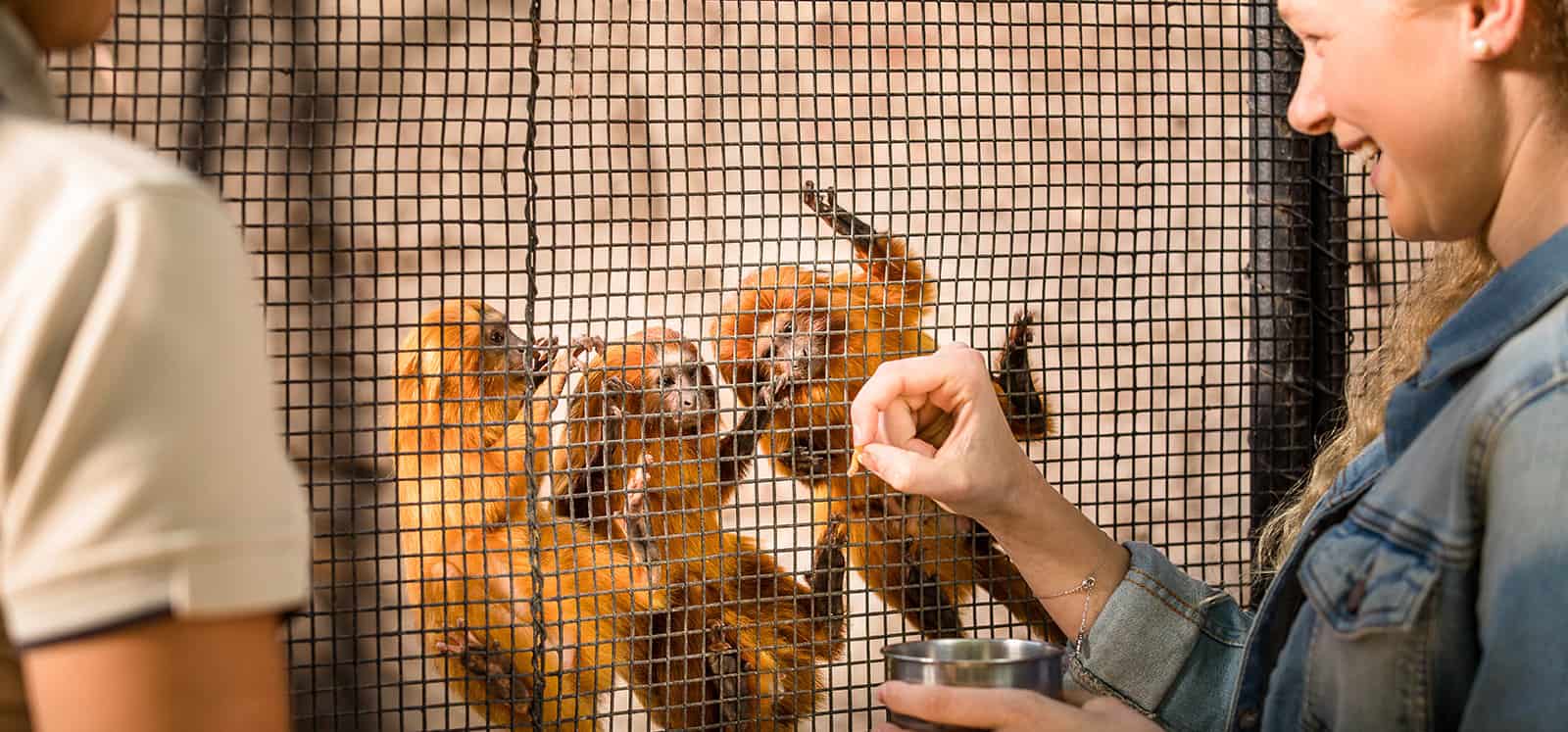 Golden Lion-tamarins being fed during Meet The Primates animal experience at Adelaide Zoo
