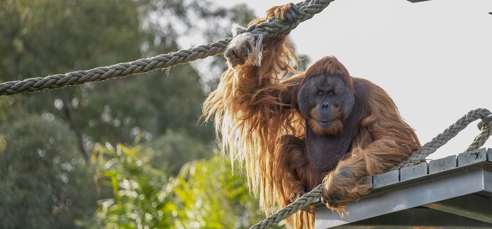 Sumatran Orangutan holding onto ropes at Adelaide Zoo