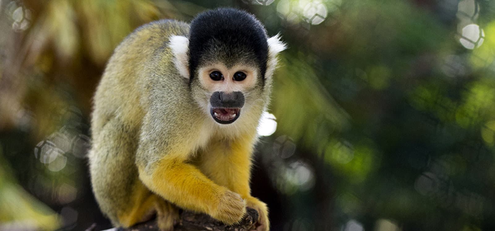 Squirrel Monkey at Adelaide Zoo