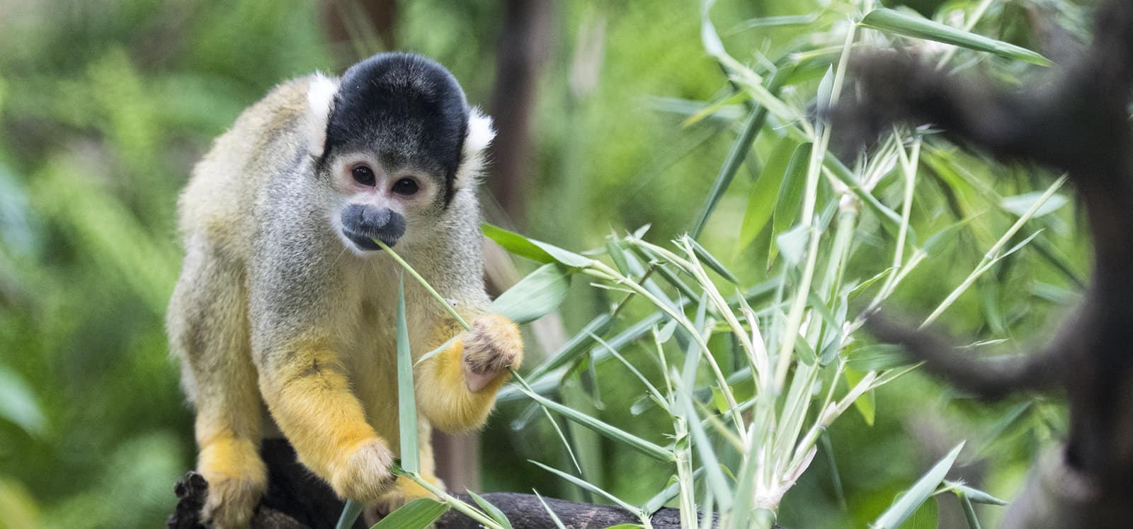 Squirrel Monkey at Adelaide Zoo