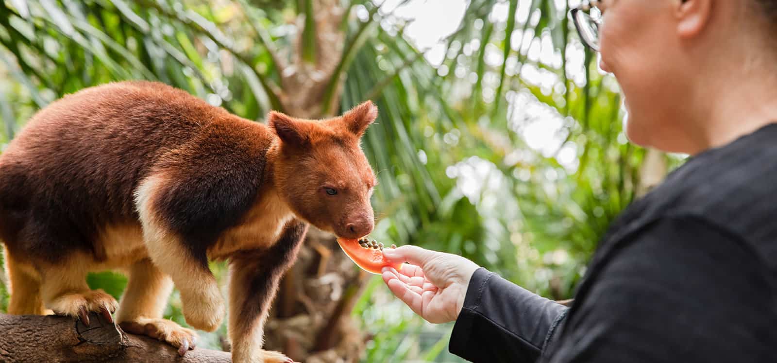 Tree Kangaroo being hand fed during encounter at Adelaide Zoo