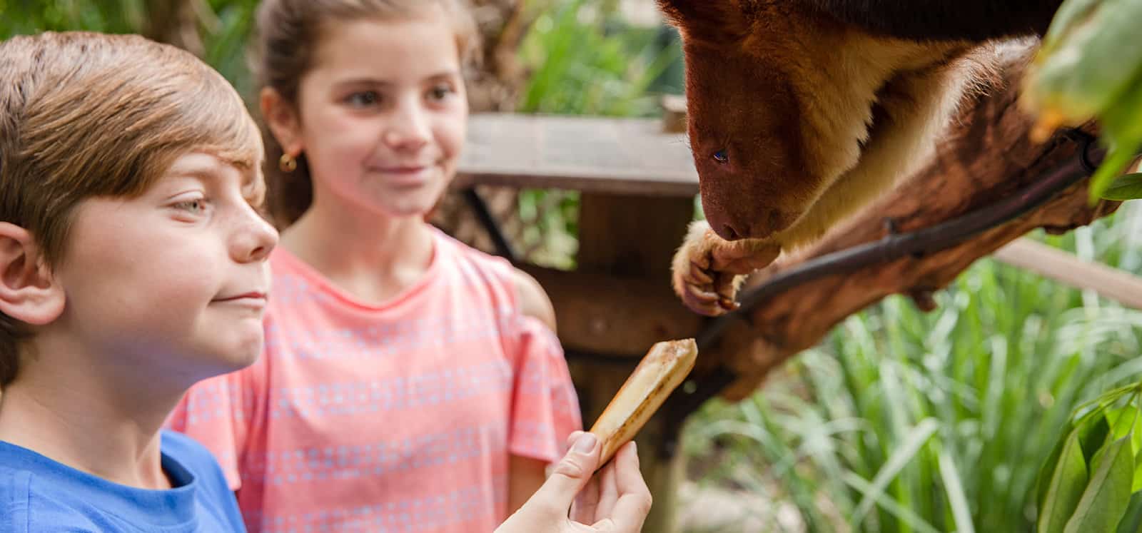 Tree Kangaroo being hand fed by young boy during encounter at Adelaide Zoo