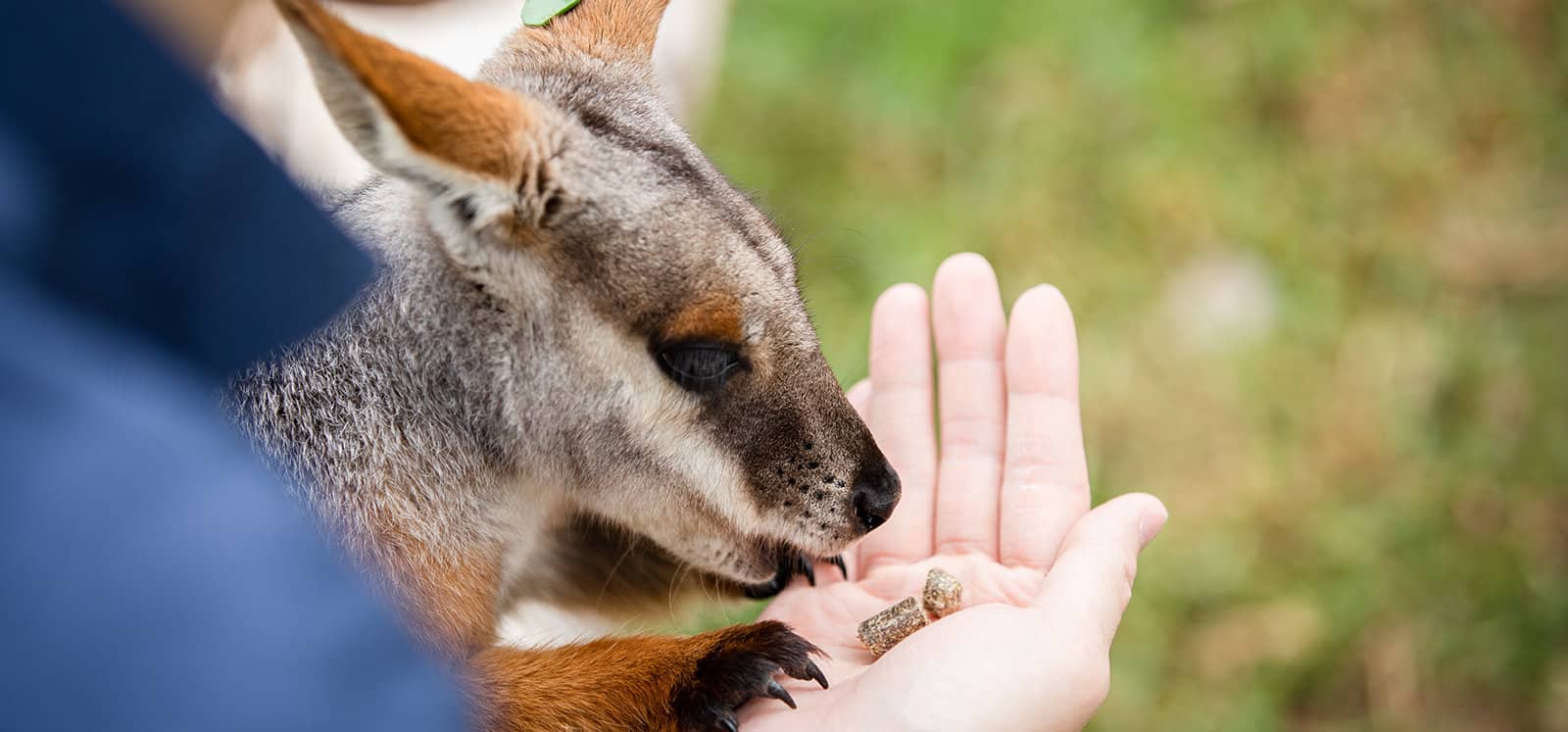 Yellow-footed Rock-wallaby being fed from hand at Adelaide Zoo