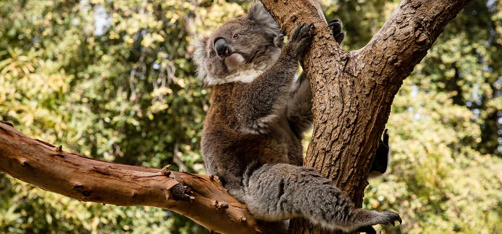 Koala sitting in gum tree at Adelaide Zoo