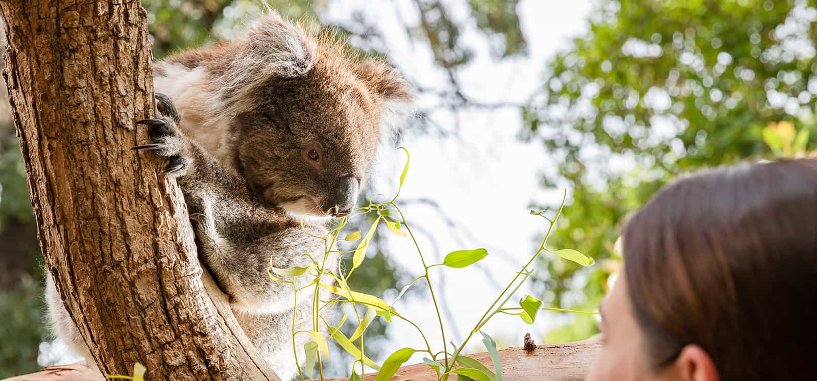 Koala looking at woman at Adelaide Zoo