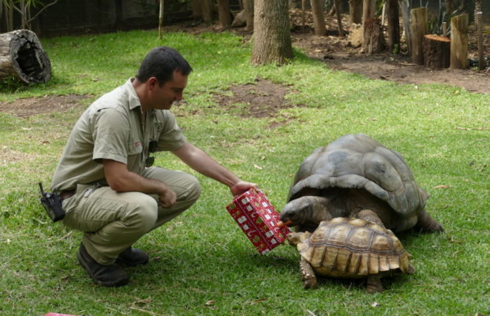 Aldabra tortoise Christmas gift