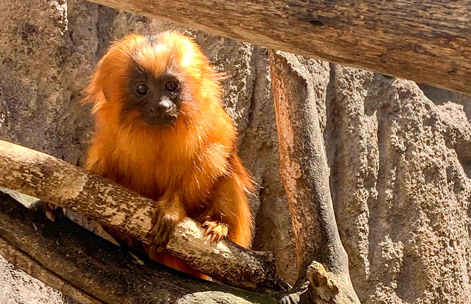 Adelaide Zoo welcomes a new Golden Lion-tamarin!