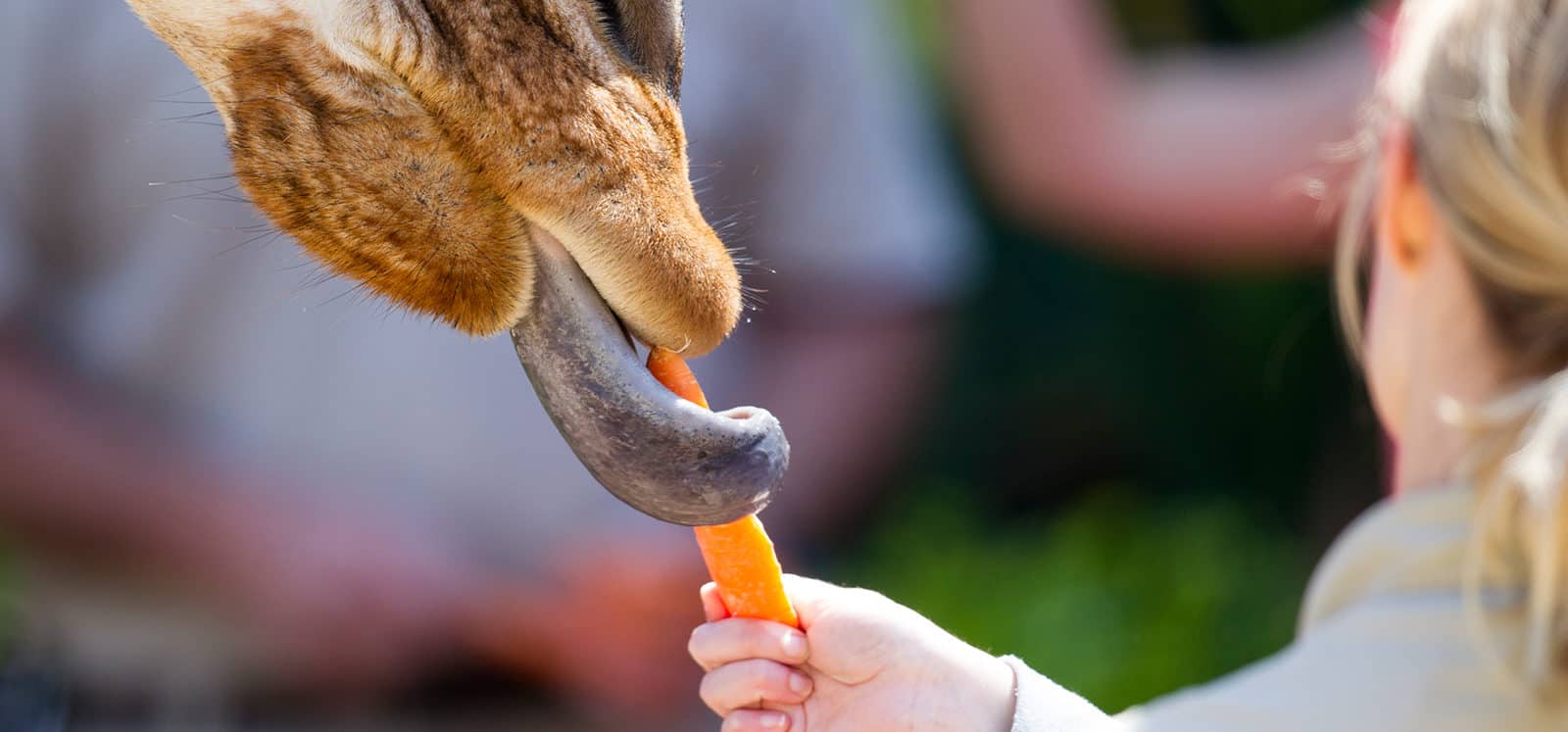 Woman feeding a Giraffe a carrot at Adelaide Zoo