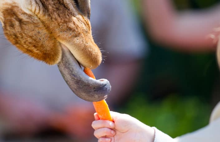 Woman feeding a Giraffe a carrot at Adelaide Zoo