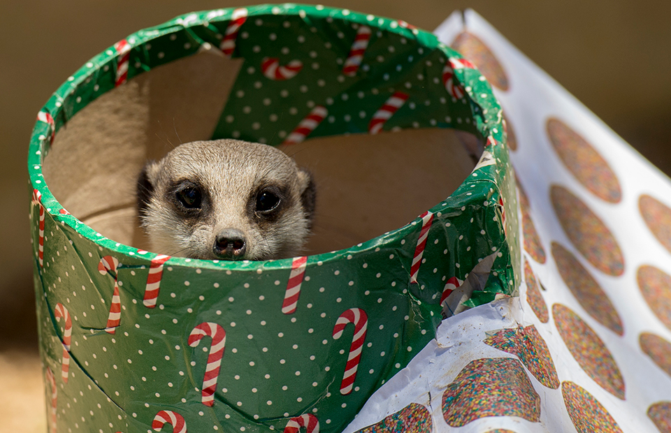 Adelaide Zoo Christmas 2019 meerkat