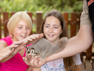 San Diego Zoo Kids TV Adelaide Zoo squirrel glider