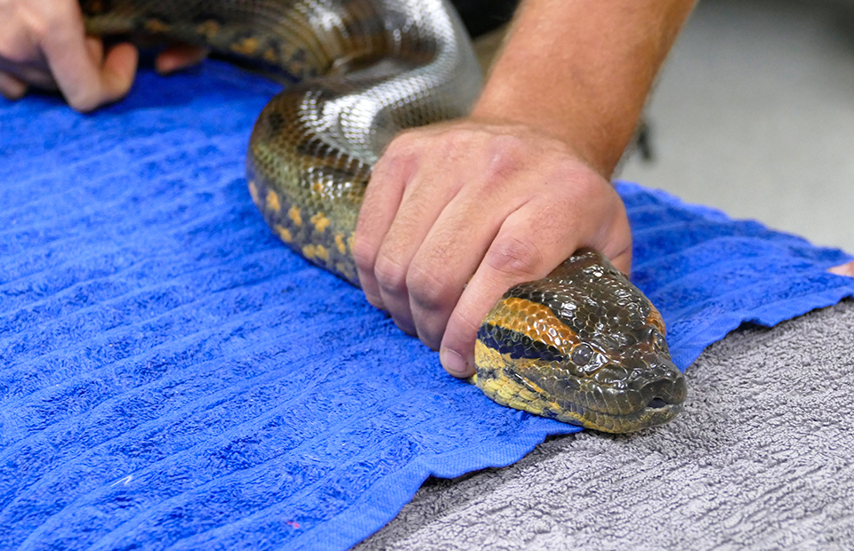 Adelaide Zoo Anaconda slithers through health check with ease