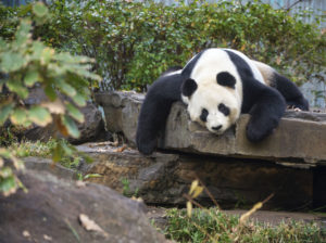 panda