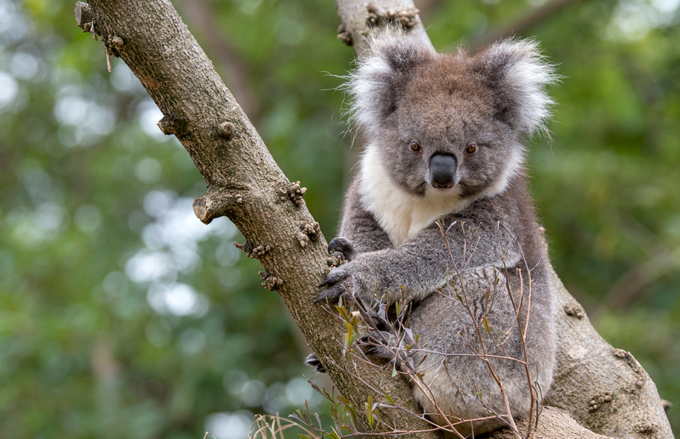 Adelaide Zoo bushfire Wildlife Conservation Fund