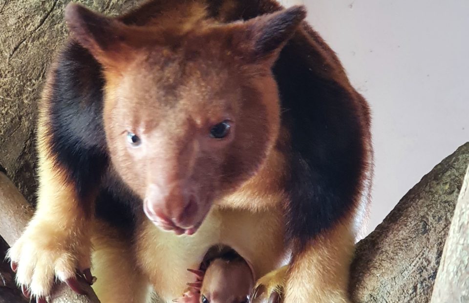 tree kangaroo, Adelaide Zoo, Singapore Zoo,