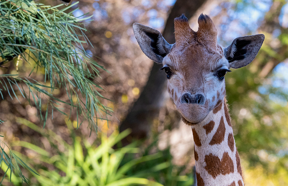 Nolean Adelaide Zoo giraffe