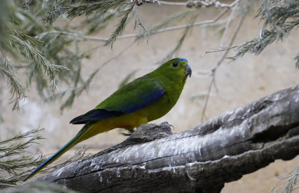 Orange-bellied Parrots,