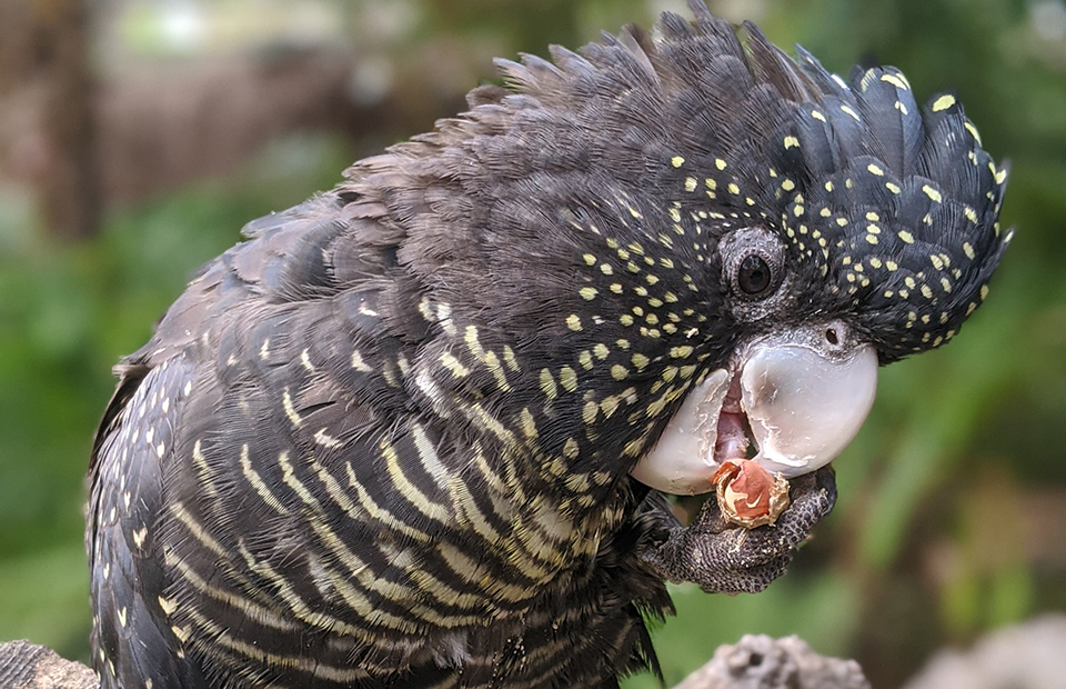 Rescued cockatoo recovers at Adelaide Zoo as new funding allocated to