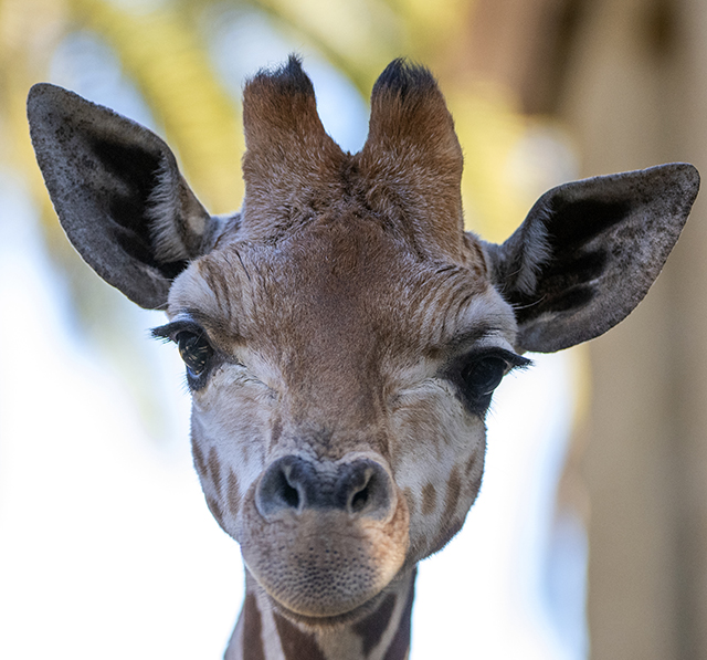 Nolean birthday, giraffe calf, Adrian Mann
